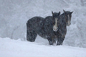 Film Still MARA MARA von David Aguilar Iñigo; zwei Pferde stehen im Schneetreiben